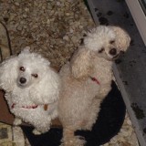 Safer Tea Brands - Toxic & Plastic Free! | MAMAVATION