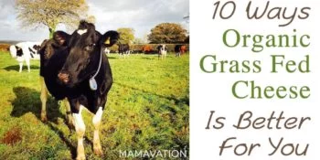 Grass Fed Dairy Cheese: The Top 10 Benefits