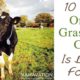 Grass Fed Dairy Cheese: The Top 10 Benefits