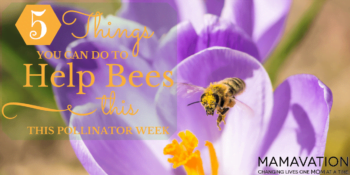 Help Bees: 5 Things You Can Do to this Pollinator Week