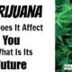 Marijuana: How Does It Affect You & What Is Its Future? 5