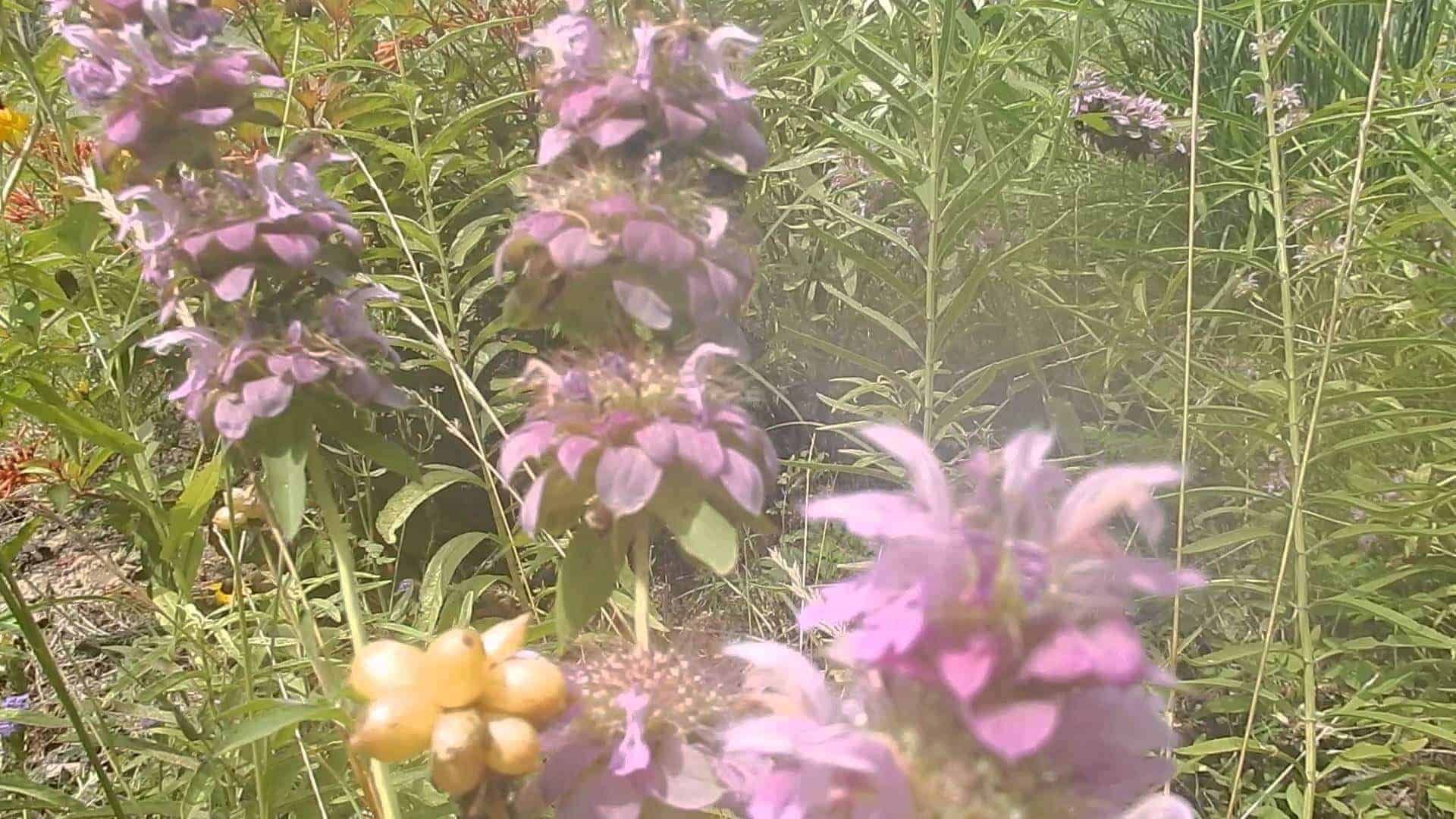 Bergamont Bee Balm Herb