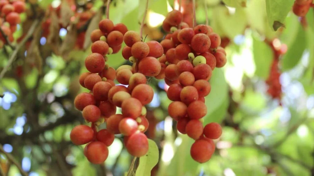 schisandra-berries
