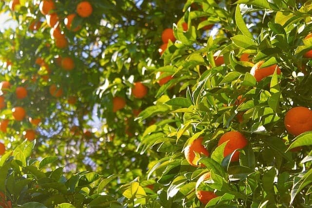 orange-tree Organic food