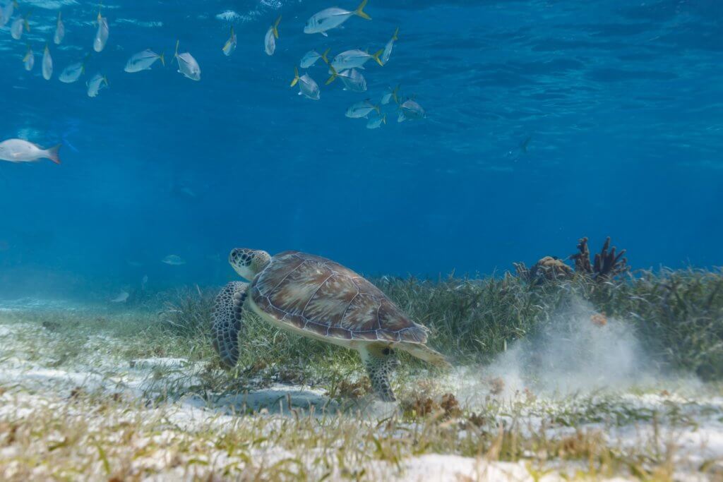 green turtle swimming_compassion for animals