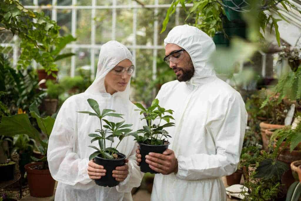 scientists growing foods that have gmos