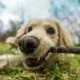 Chemicals and Canines: What you Need to Know About Dogs, Pesticides, and Cancer 2