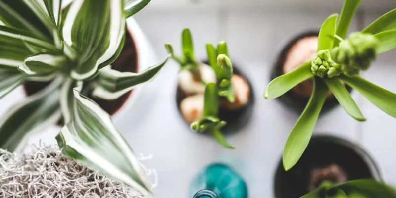 Purify The Air Inside Your Home Using The Same Plants NASA Recommends 9