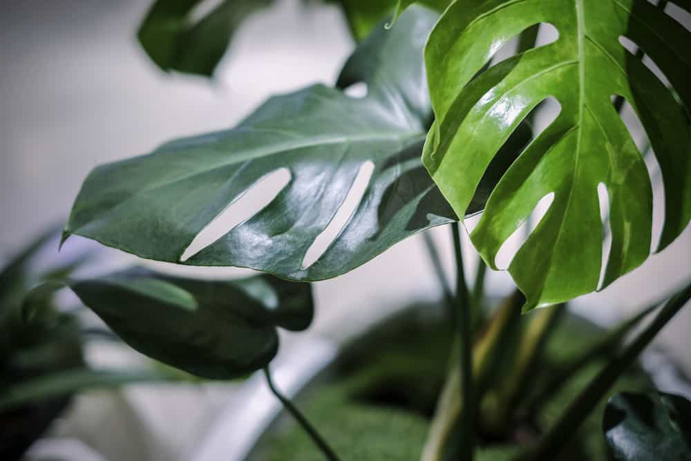plants that bring good health