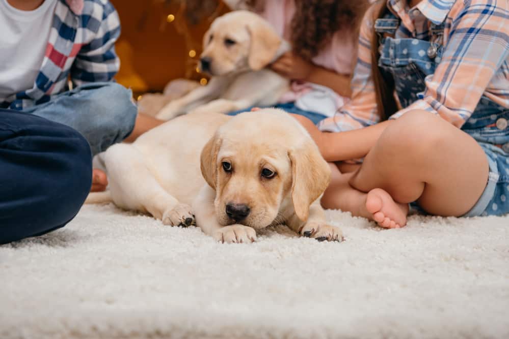 non-toxic dog food investigation