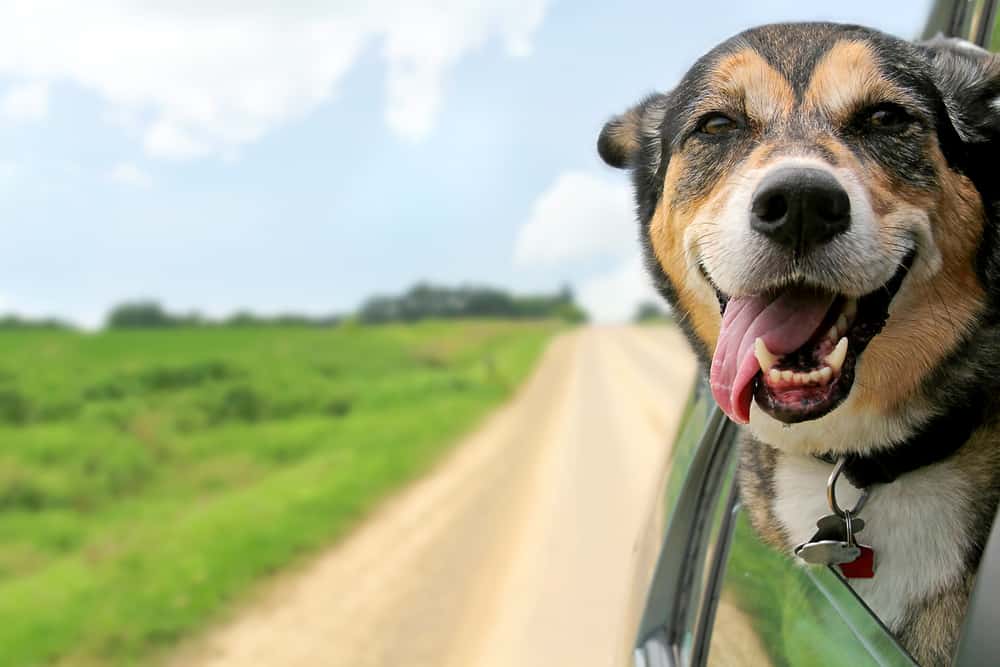 non-toxic dog food investigation