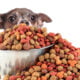 little dog with his natural non-toxic organic dog food