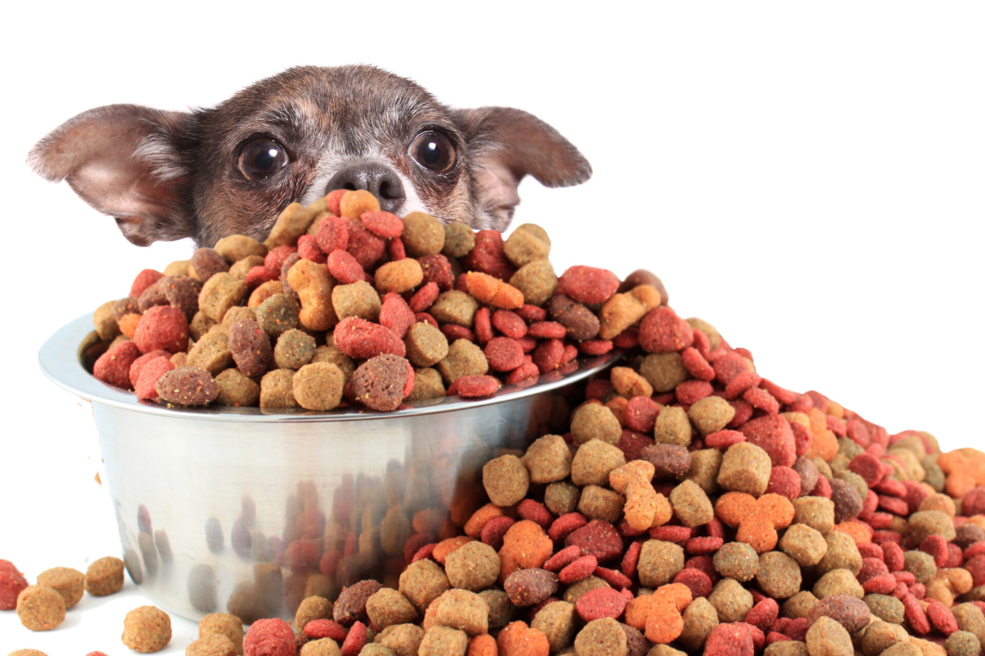 26 Common Foods and Liquids That Are Poisonous to Dogs - GoodRx