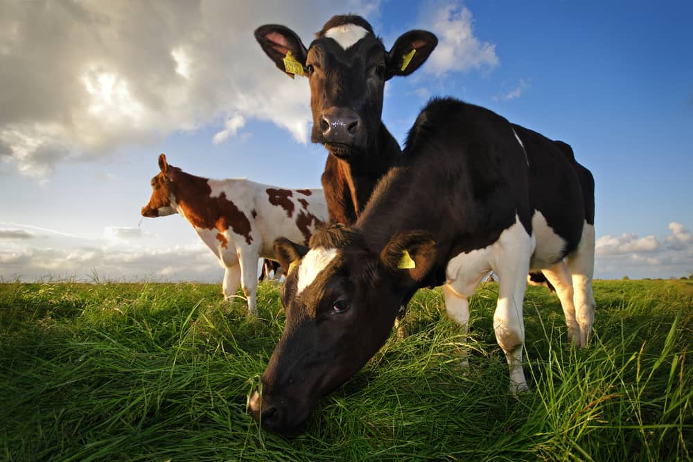 three curious organic cows in a field
