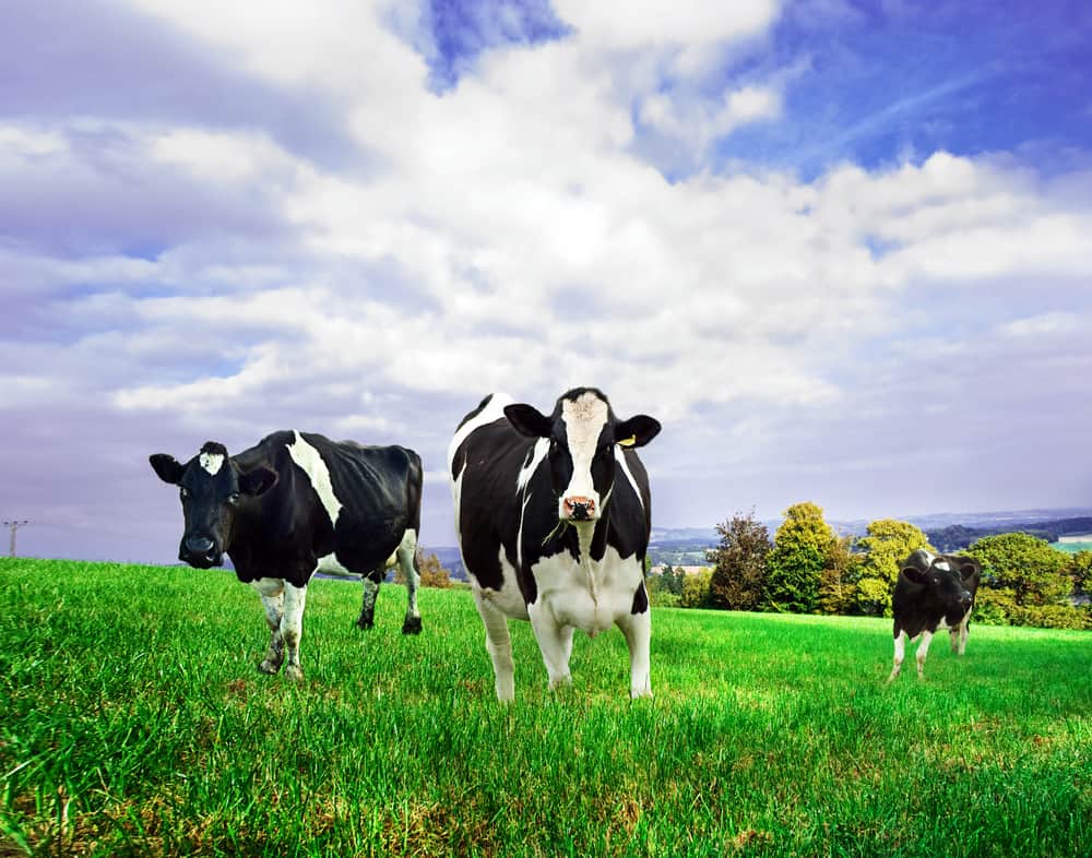 organic dairy cows on a field