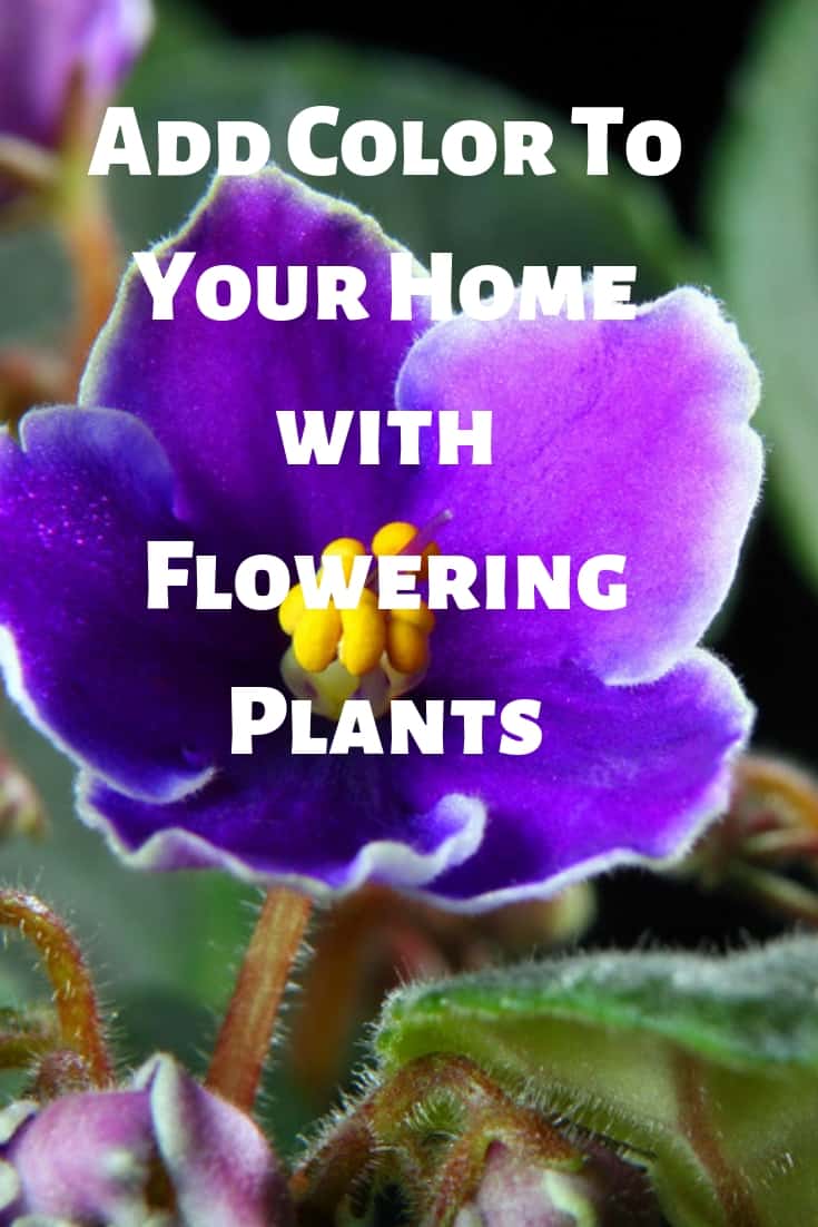 Add color and beauty to your home with flowering plants. Not only will flowering plants bring beauty to your home, but they are good for your air as well.