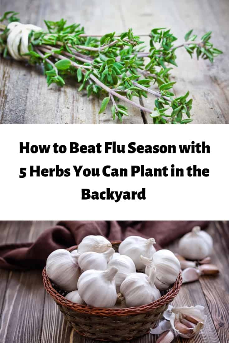 How to beat the flu season with 5 herbs you can plant in your backyard