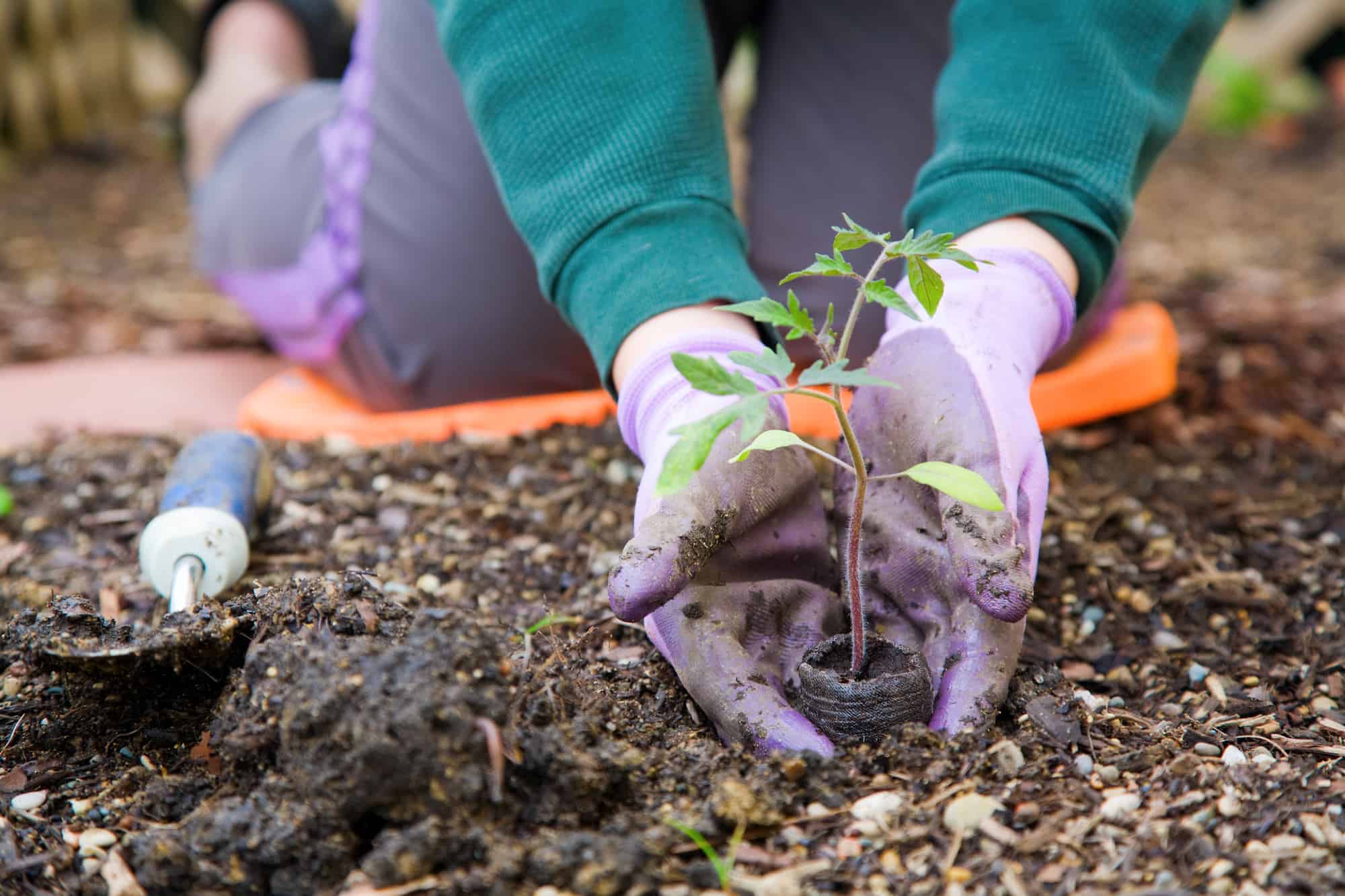 gardening gloves planting tomato