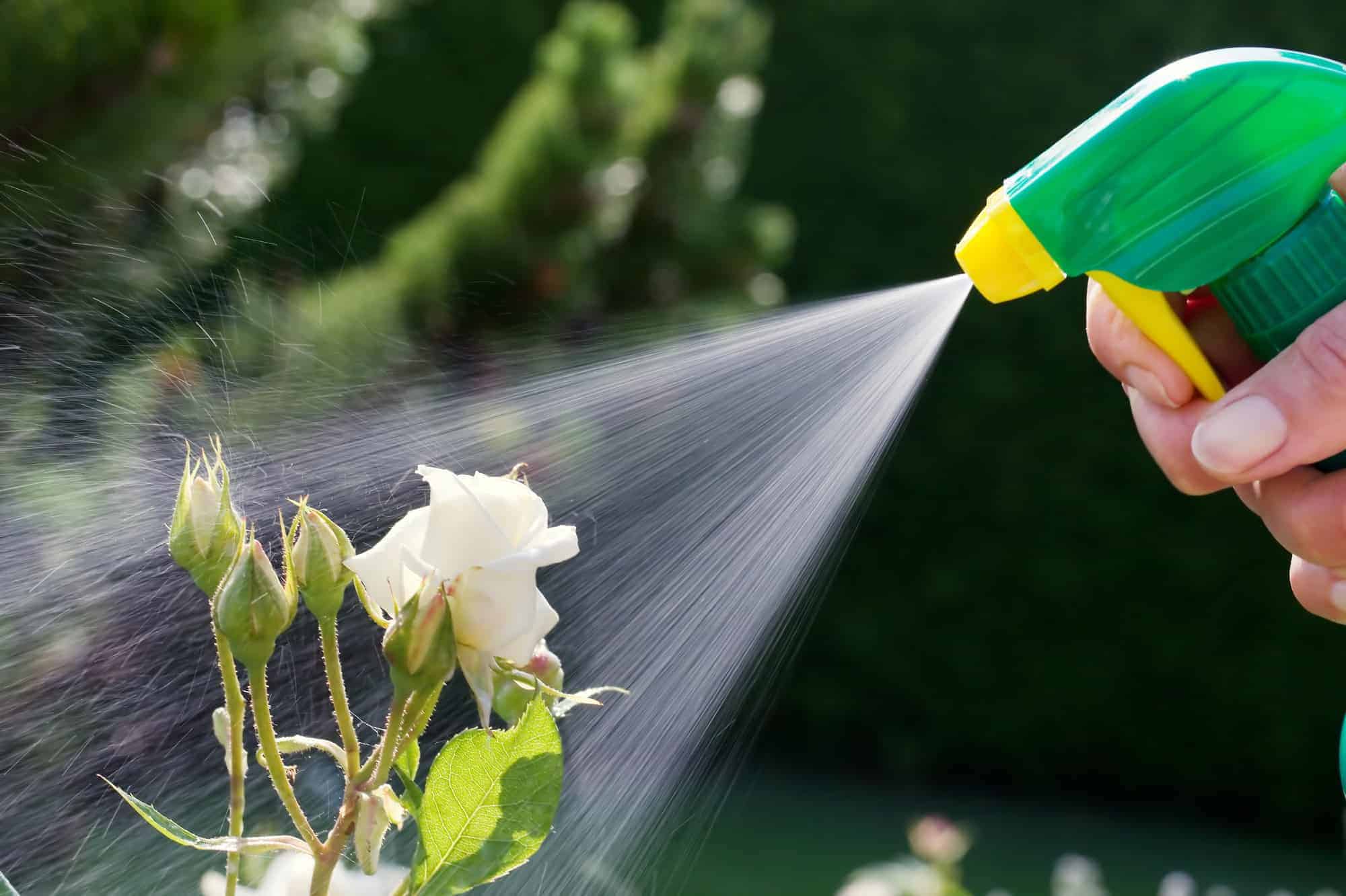 roses in a garden are sprayed with a pesticide