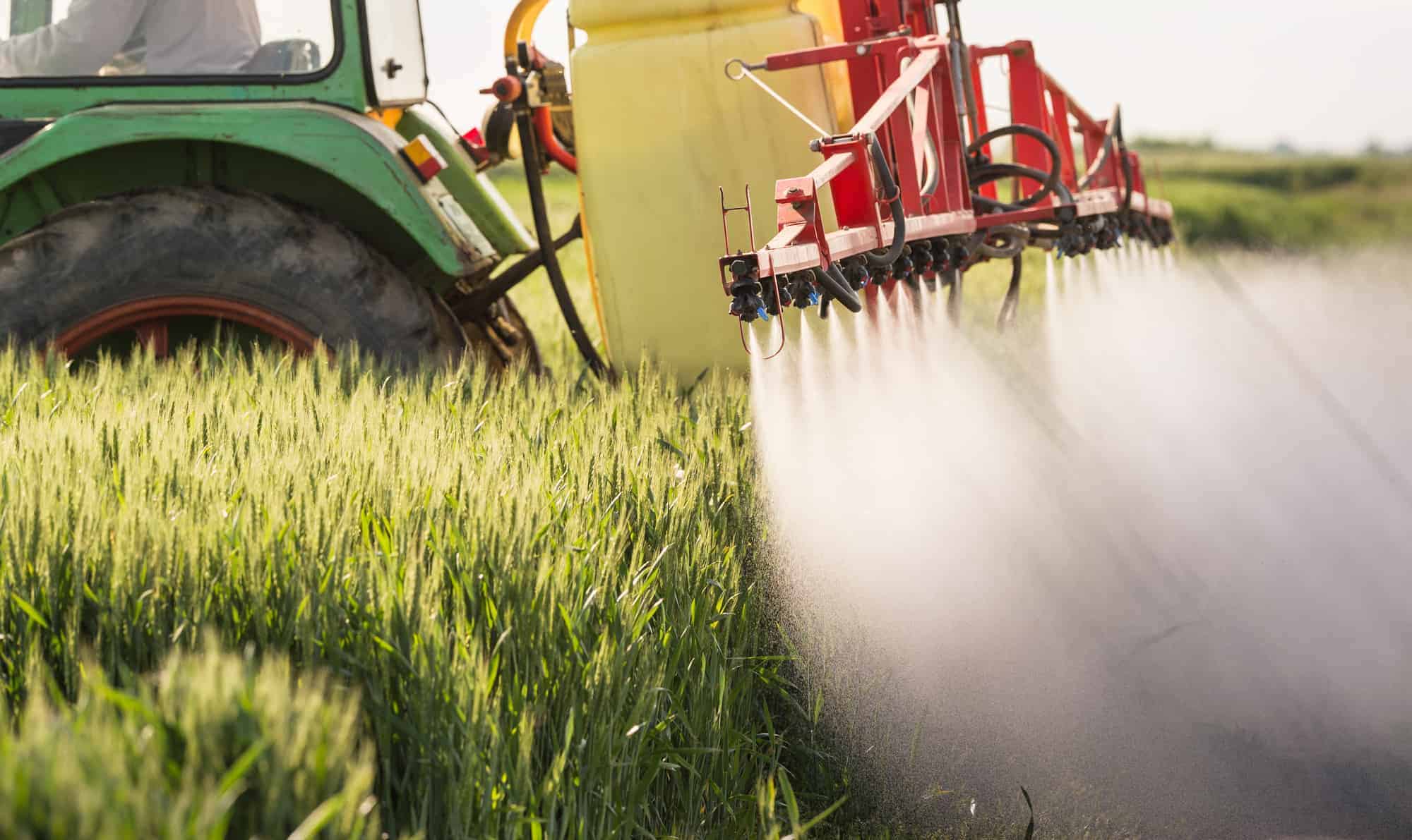 Tractor spraying wheat field with glyphosate