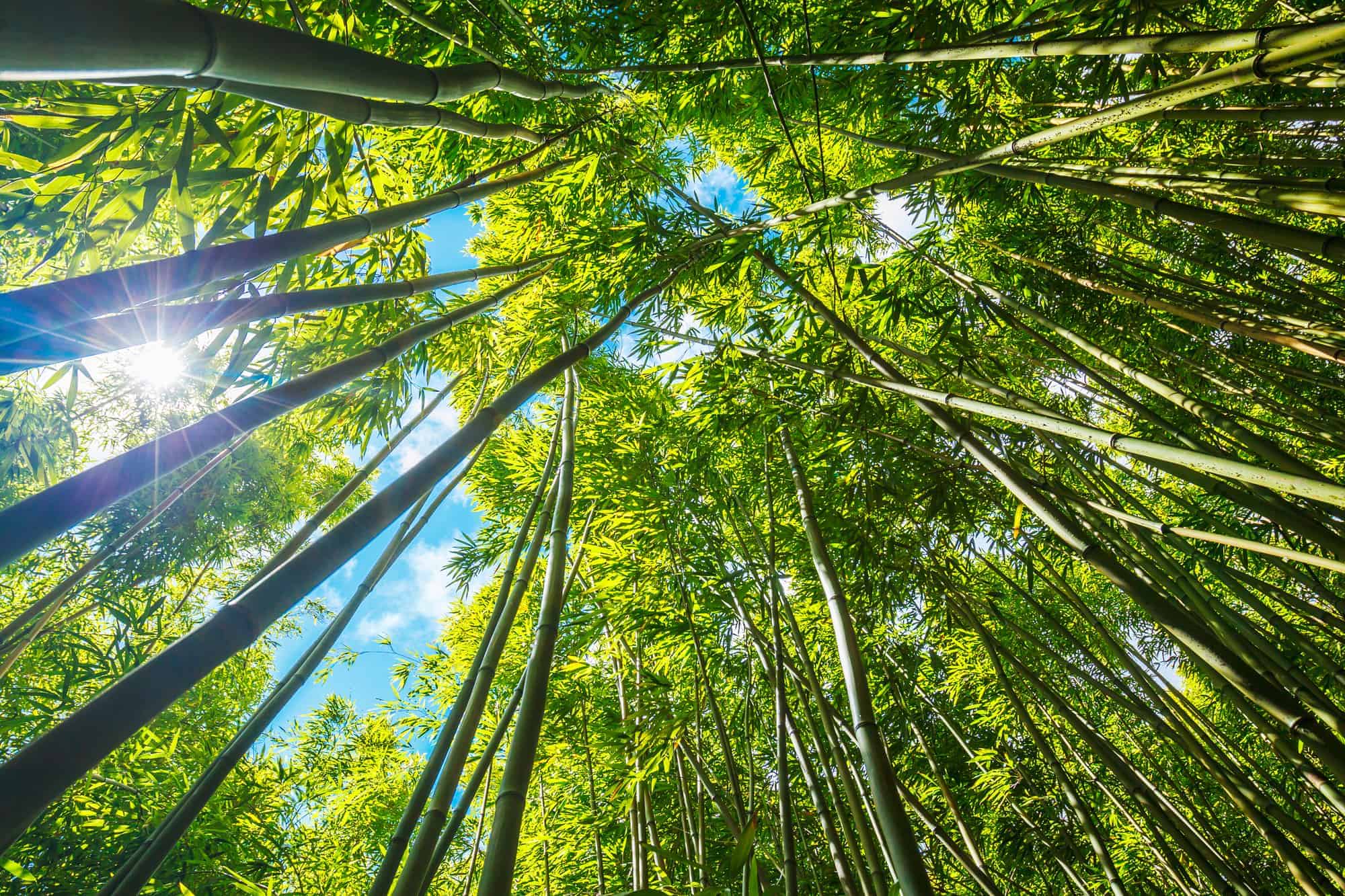 Bamboo forest with morning sunlight