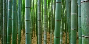 Everything You Ever Wanted to Know About Bamboo In the Kitchen