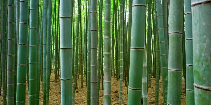 Everything You Ever Wanted to Know About Bamboo In the Kitchen