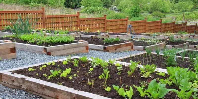 Organic & Non-Toxic Gardening--Tips & Resources for a Chemical-Free Garden