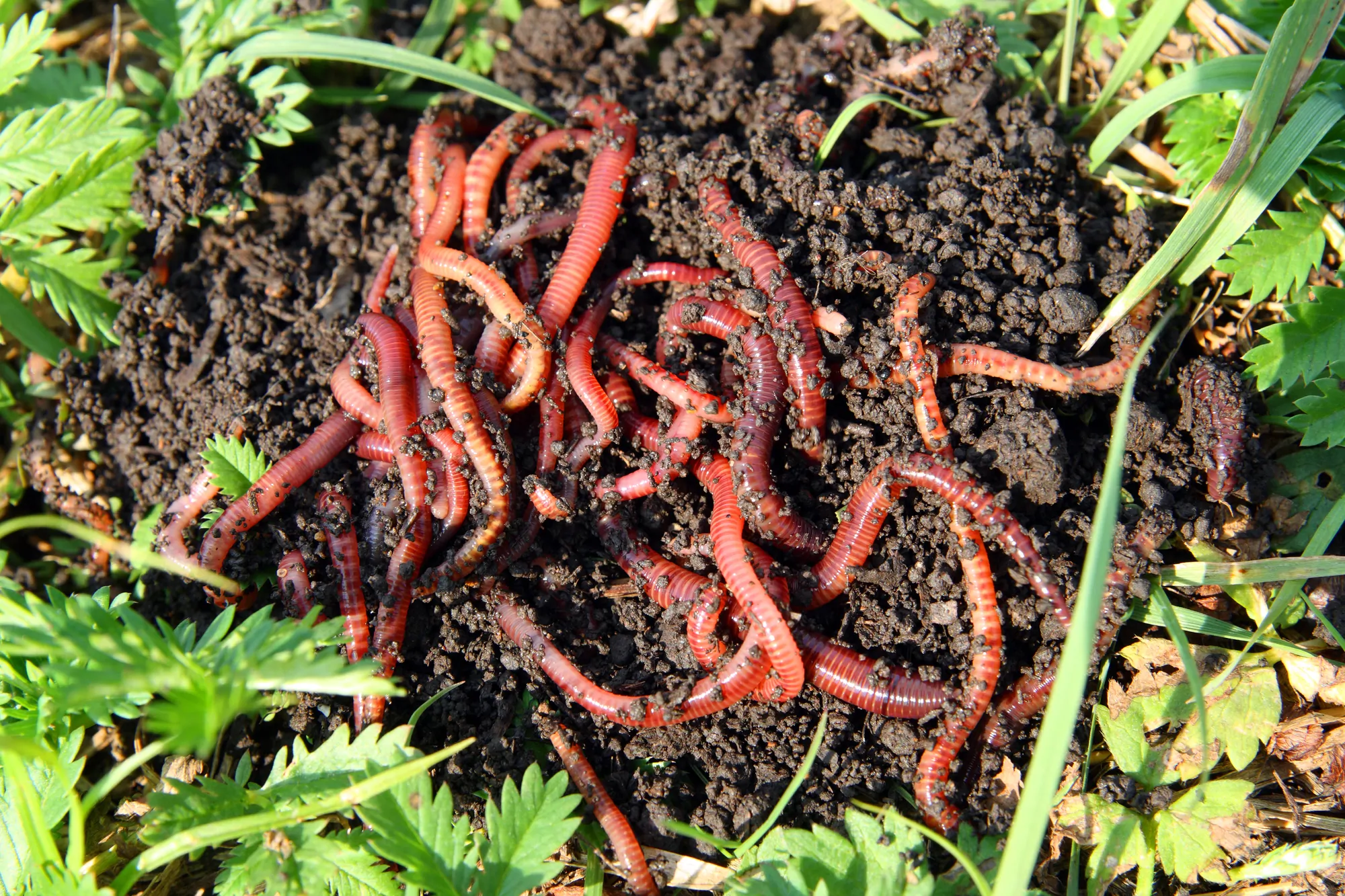 many red worms in dirt