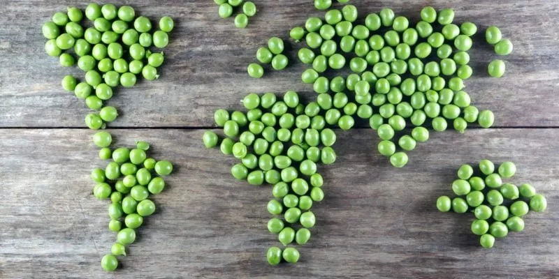 Could Widespread Glyphosate Contamination Be Fueling New Pea Allergy?