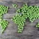 Could Widespread Glyphosate Contamination Be Fueling New Pea Allergy?