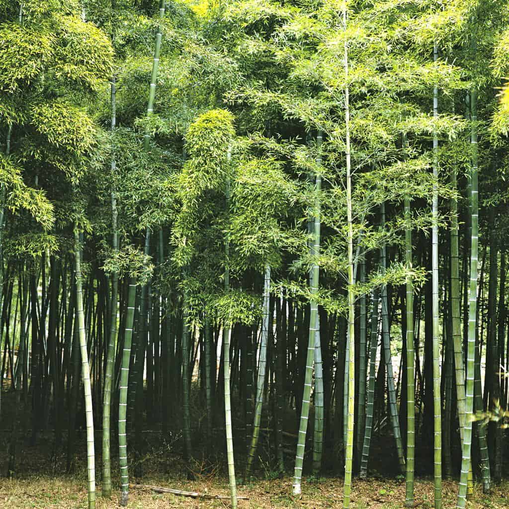 Bamboo Trees Growing in Forest