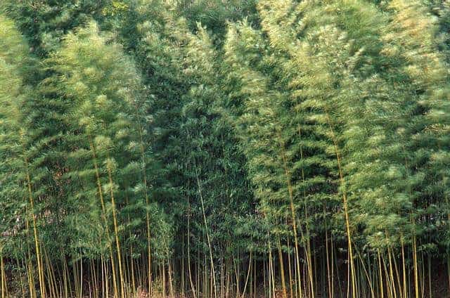 bamboo forest in china