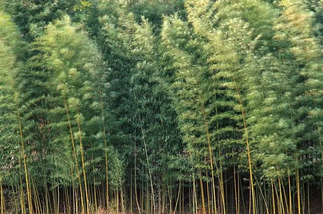 bamboo forest in china