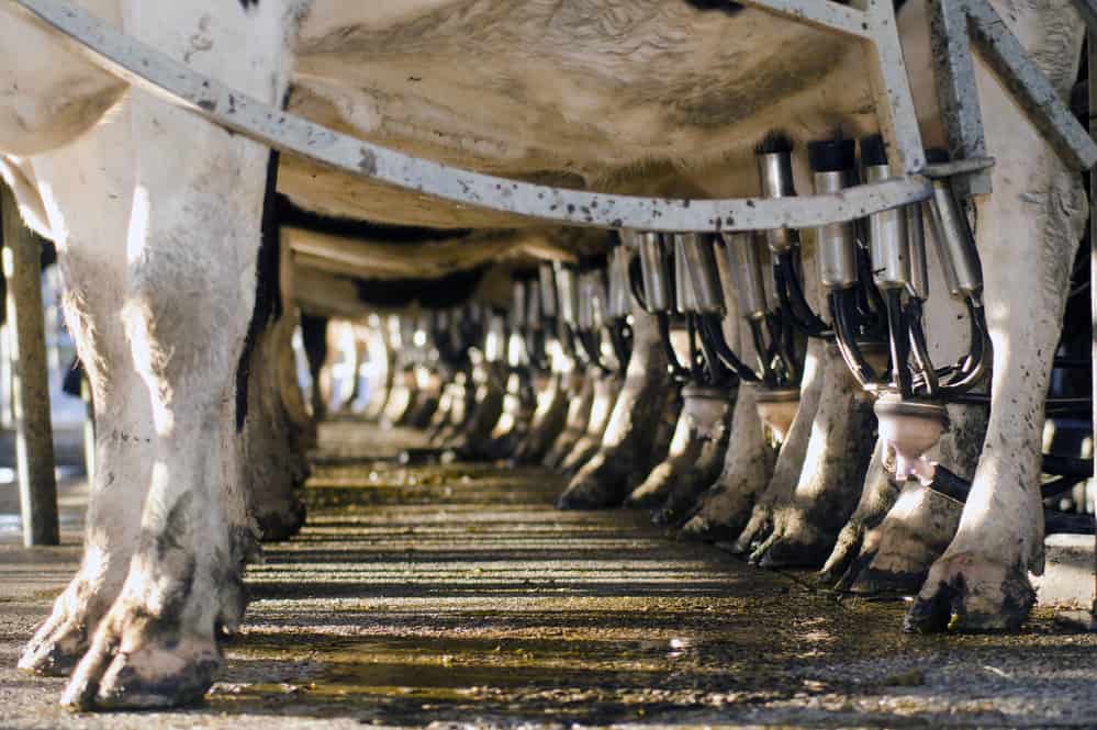 Factory farmed organic dairy