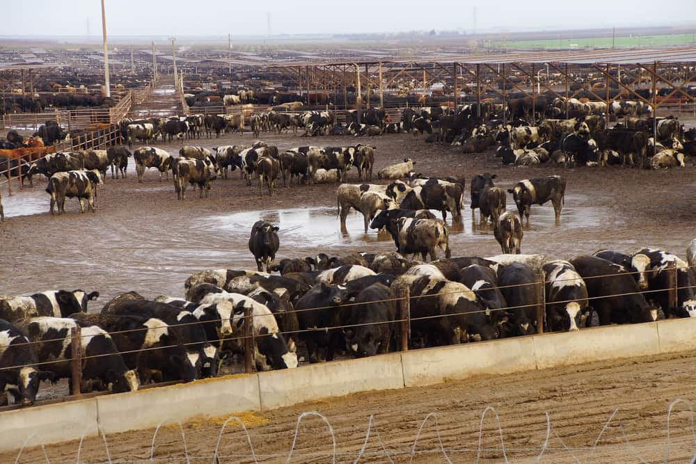 IBlack and white cows crowded in a muddy feedlot,Central valley, California