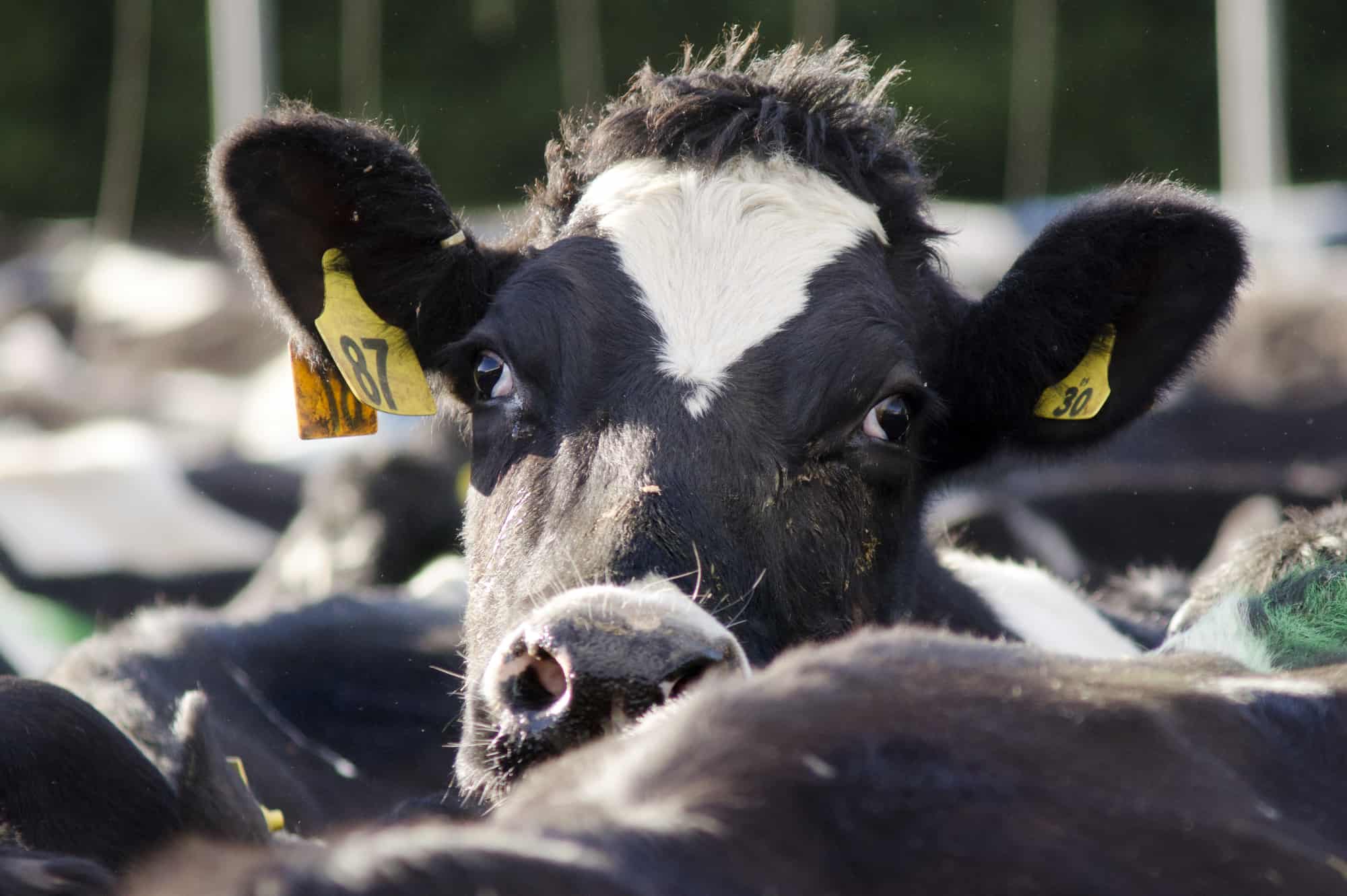 a cow crowded in an organic factory farm