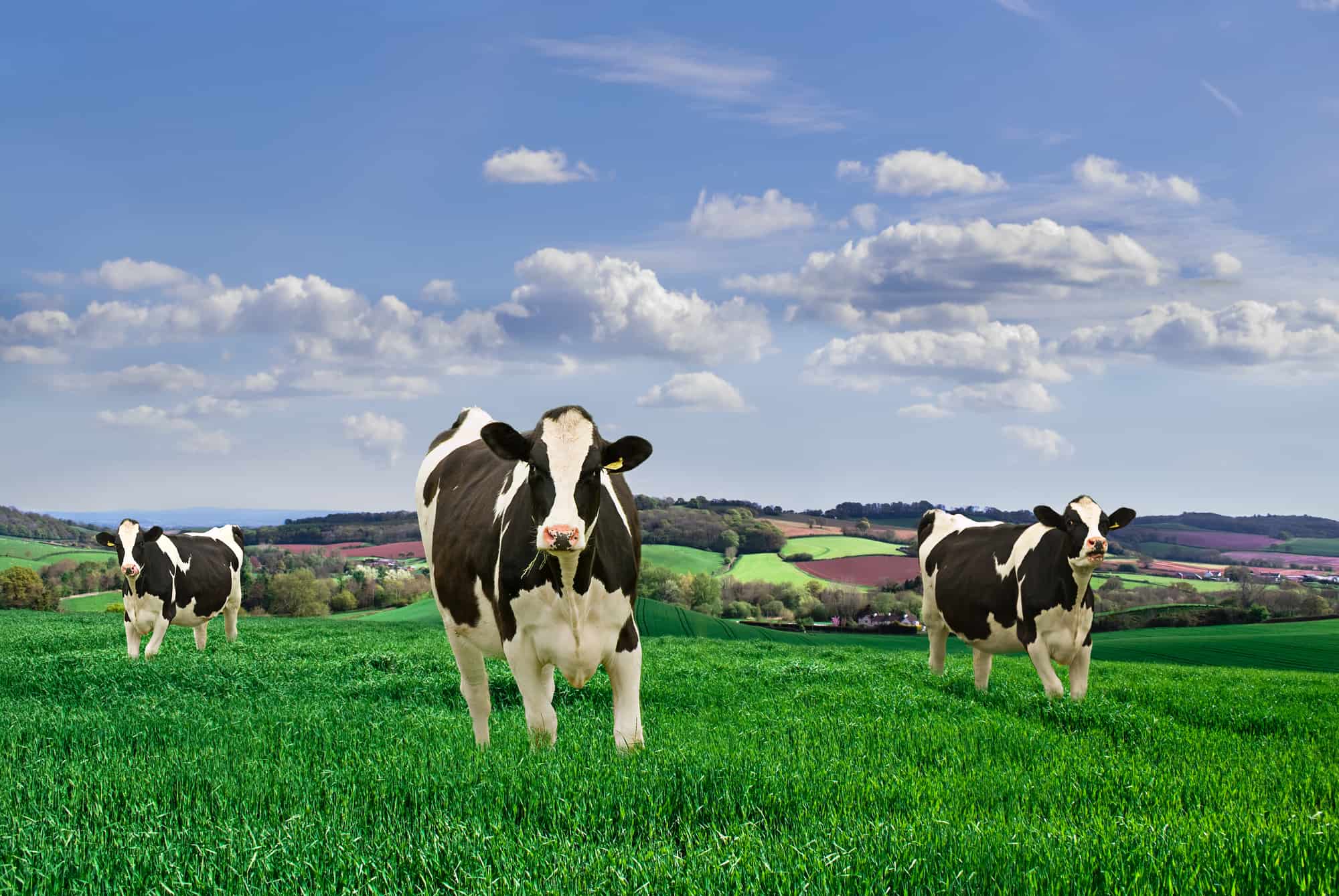 Friesian Dairy Cows in a rural setting.