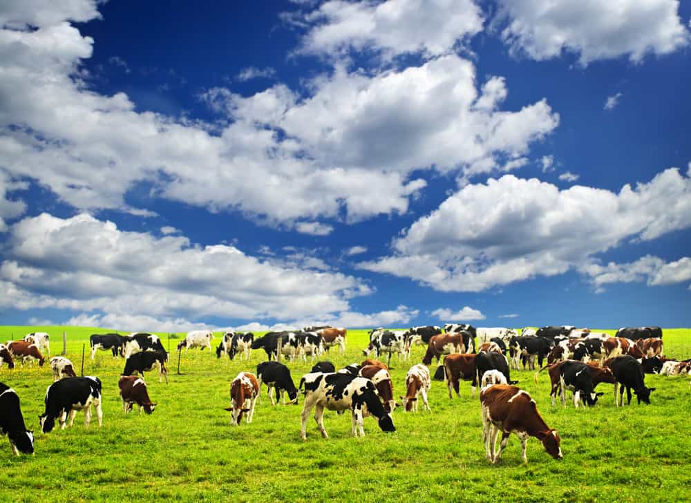 Cows grazing in a green pasture on sustainable small scale farm