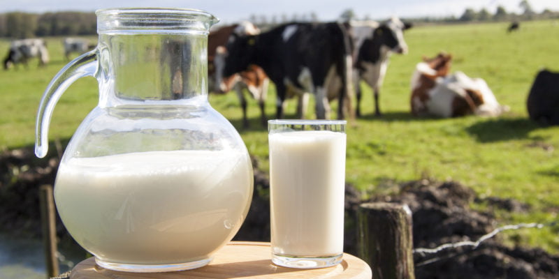 Milk on wooden plate with cows on the background