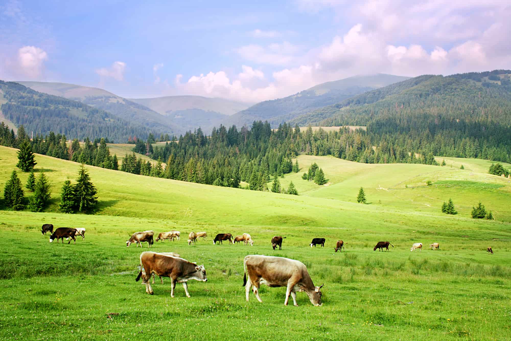 herd of cows in the carpathian mountains