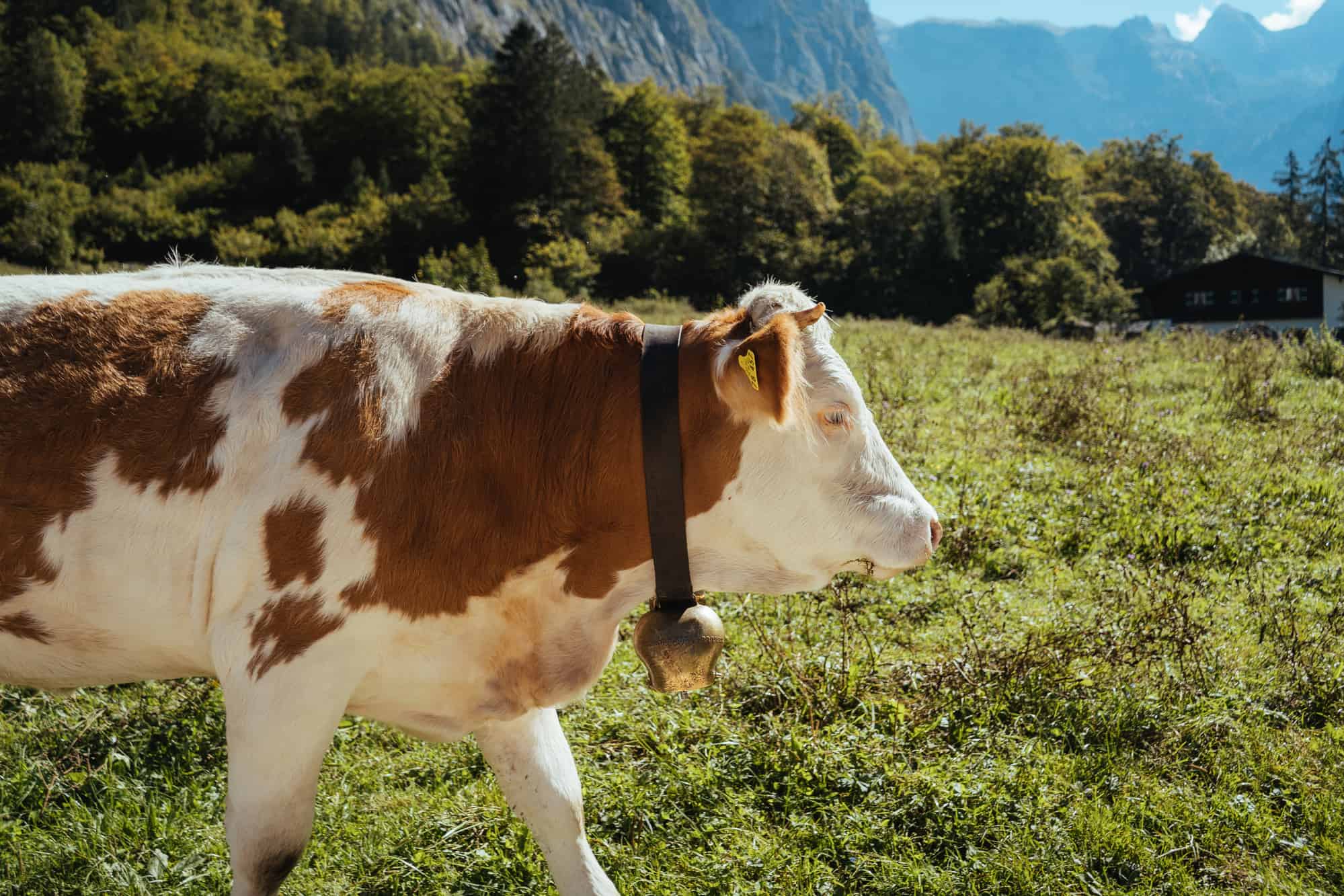 cows on grass in the mountains