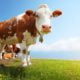 Organic Beef Is More Nutritious Than Regular Beef Study Finds