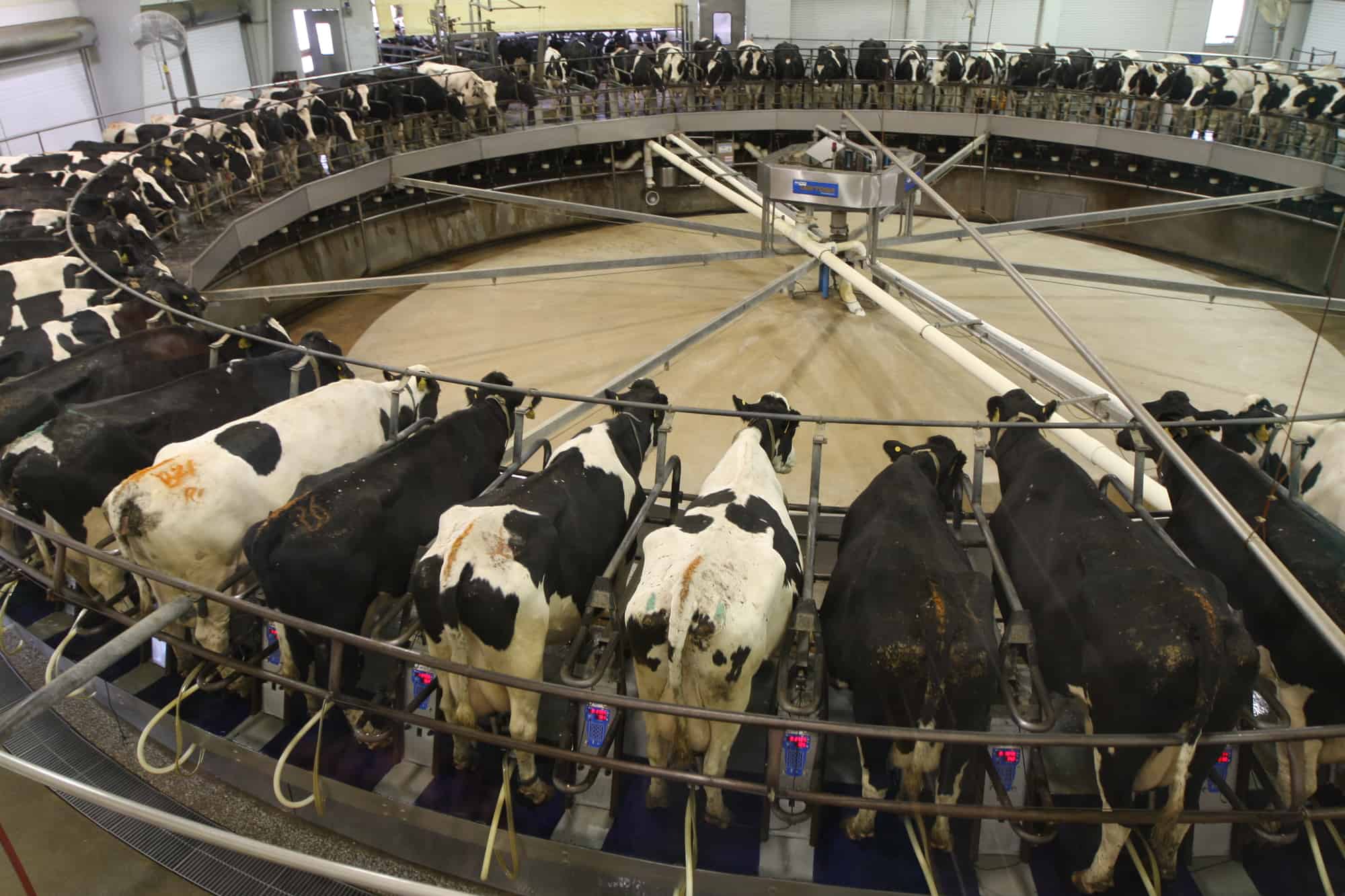 Holstein Cows on a circular Milking Carousel