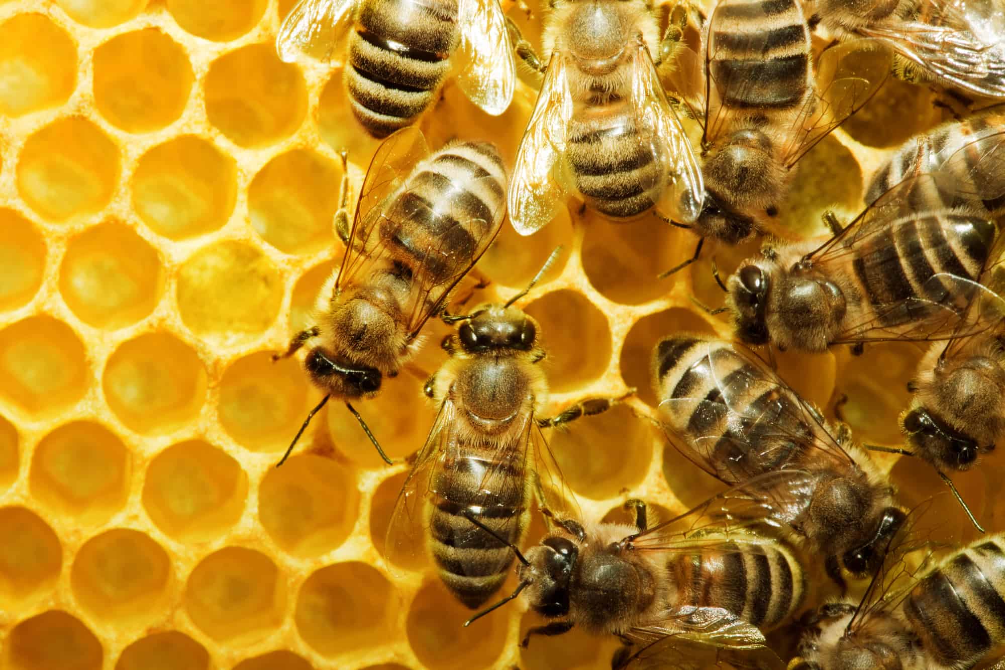 macro of working bee on honeycells