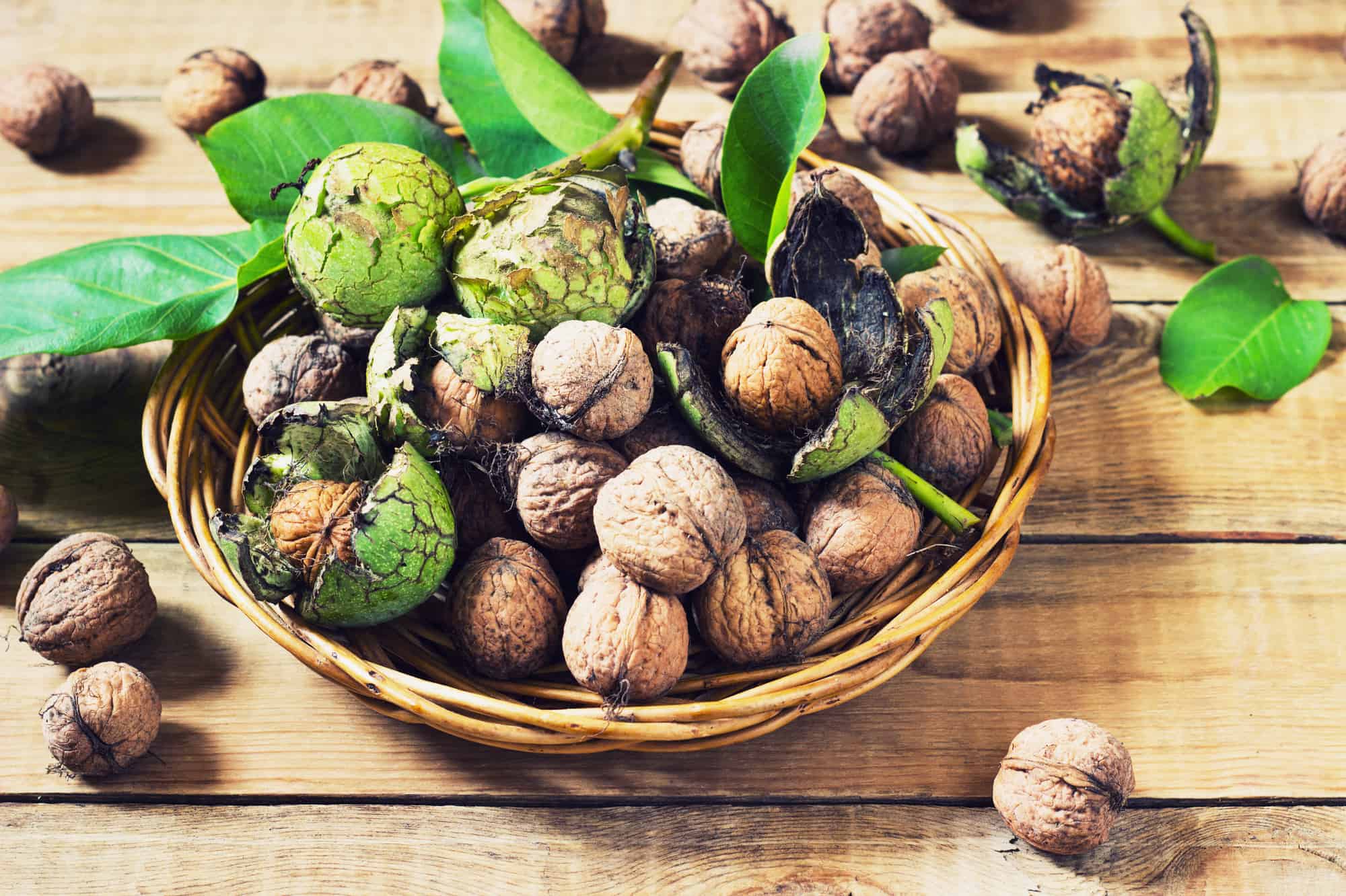 Walnuts in green husks with leaves on a wooden background