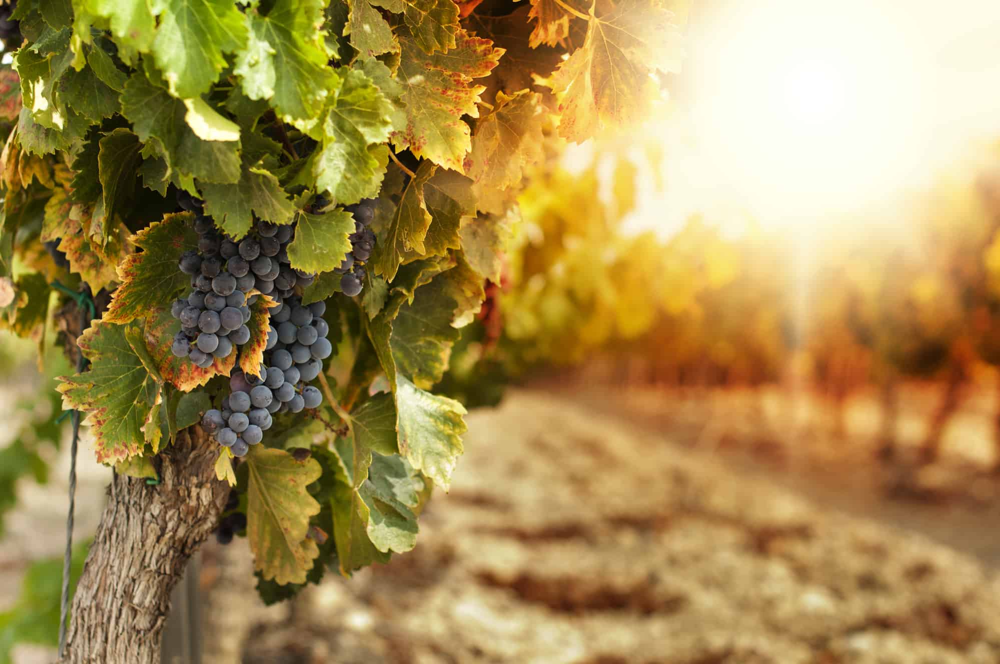 Vineyards at sunset in autumn harvest of grapes