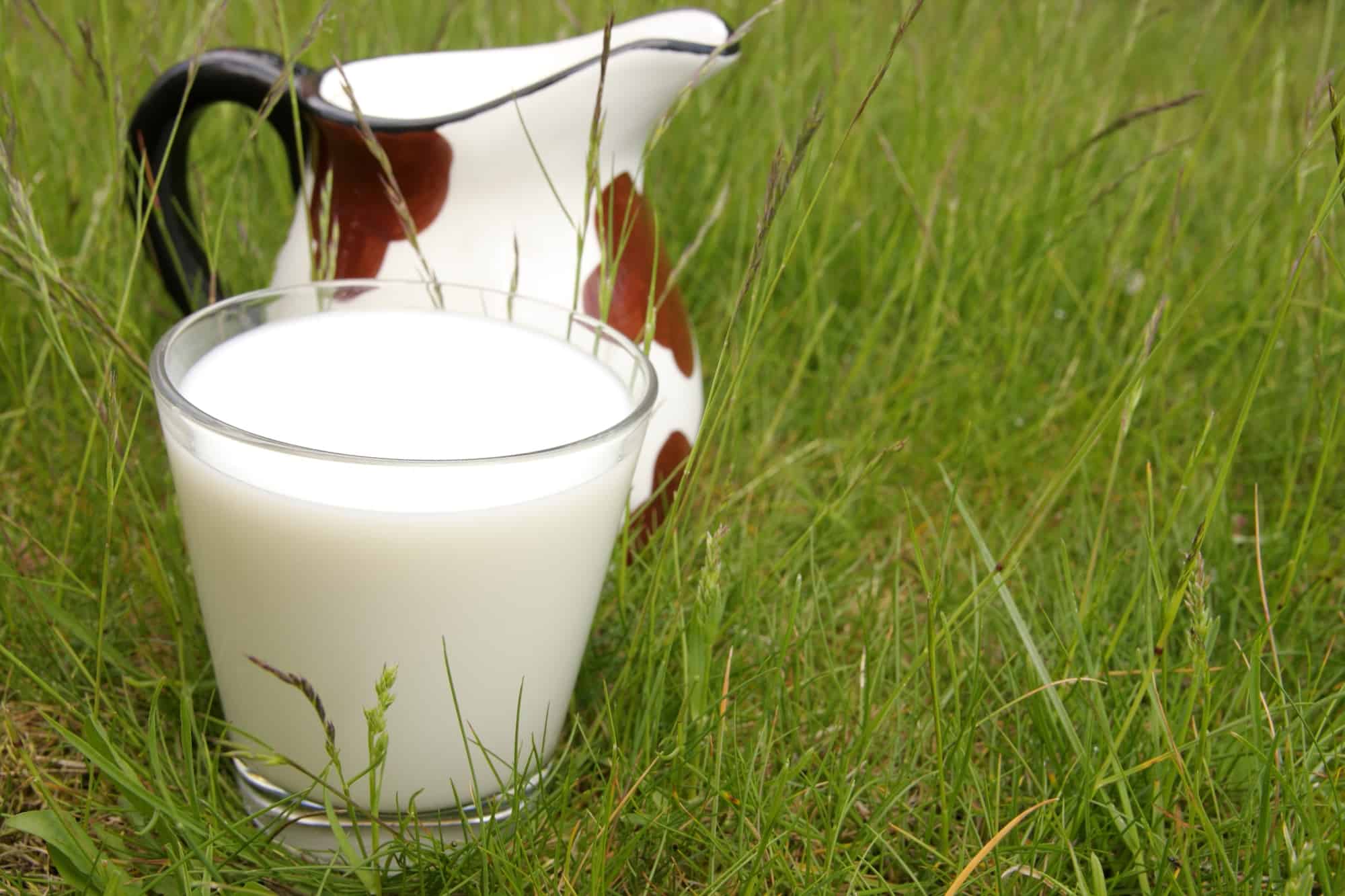 milk in glass sitting on grass with cow spotted milk jug