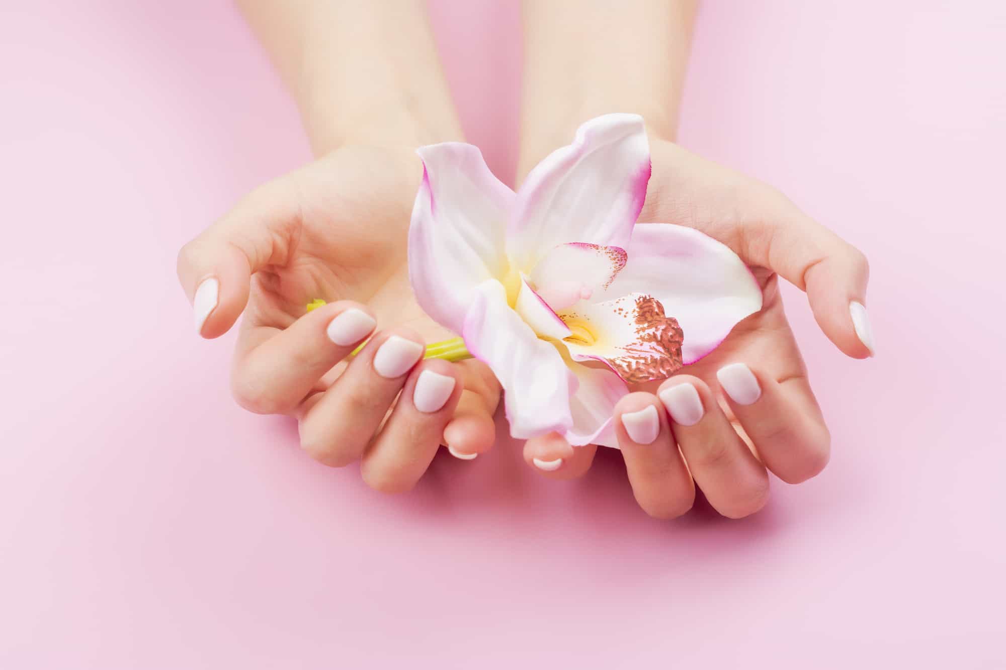 Females hands with pastel manicure are holding an orchid flower