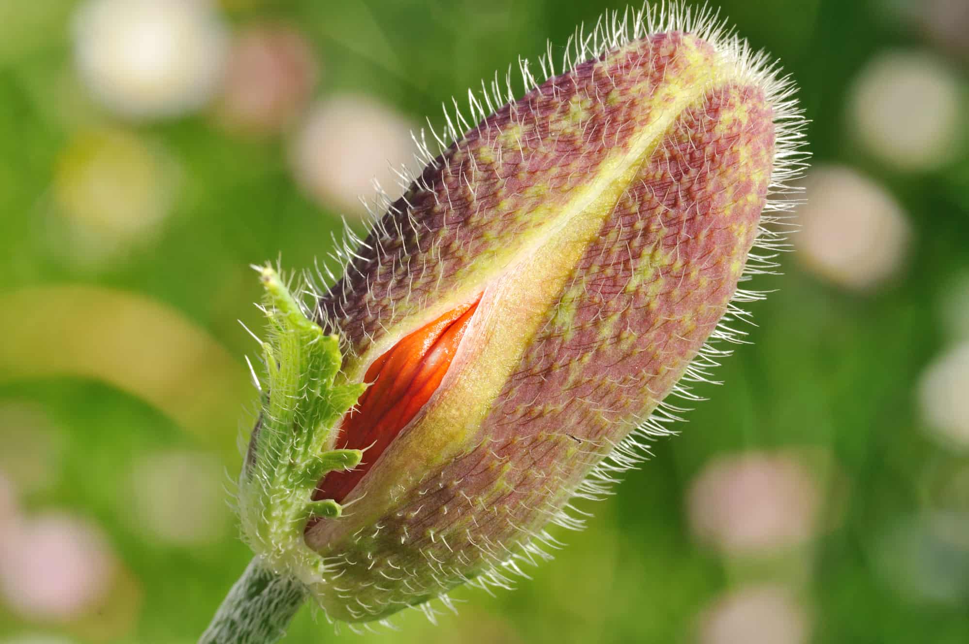 Macro shot of poppy flower head opening, focus is on red area similar to female vagina